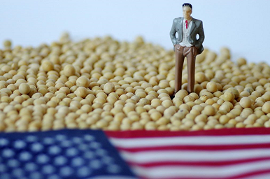 进博会调查：一粒美国大豆的旅行
