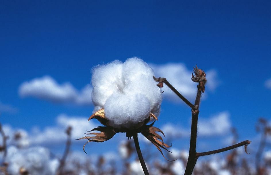 2019年棉花市场展望：供需紧平衡下 棉花“等风来” 