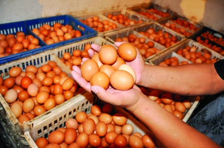 鸡蛋企业利用期权提高“免疫力”