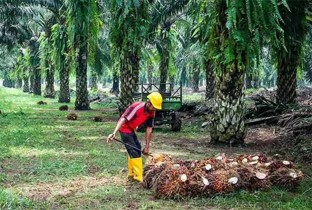 印尼副财长：计划出台新的、临时性的棕榈油出口征税规定和激励措施