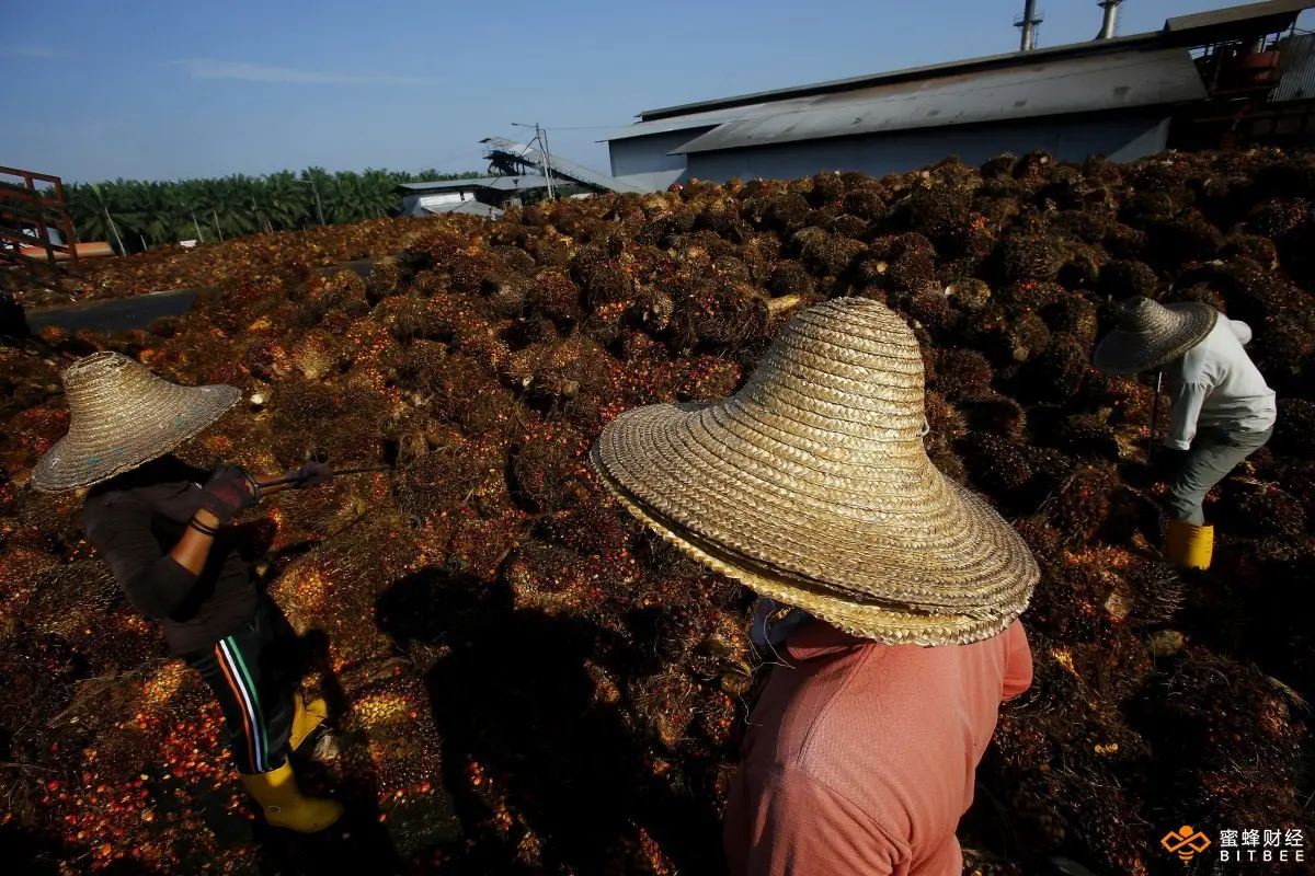 主产区政策调整对棕榈油影响如何？